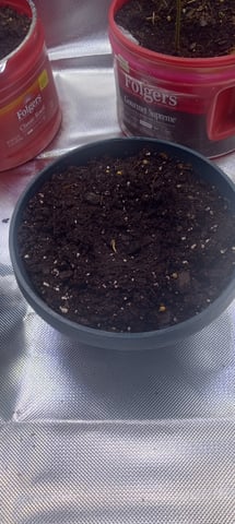 frst grow tent grow — germination, day 4