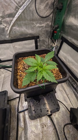 Grow 3 — vegetative, day 23