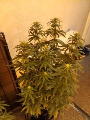 mr — flower, day 82