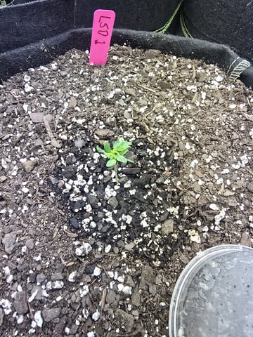 Autos AGAIN — seedling_rooting, day 8