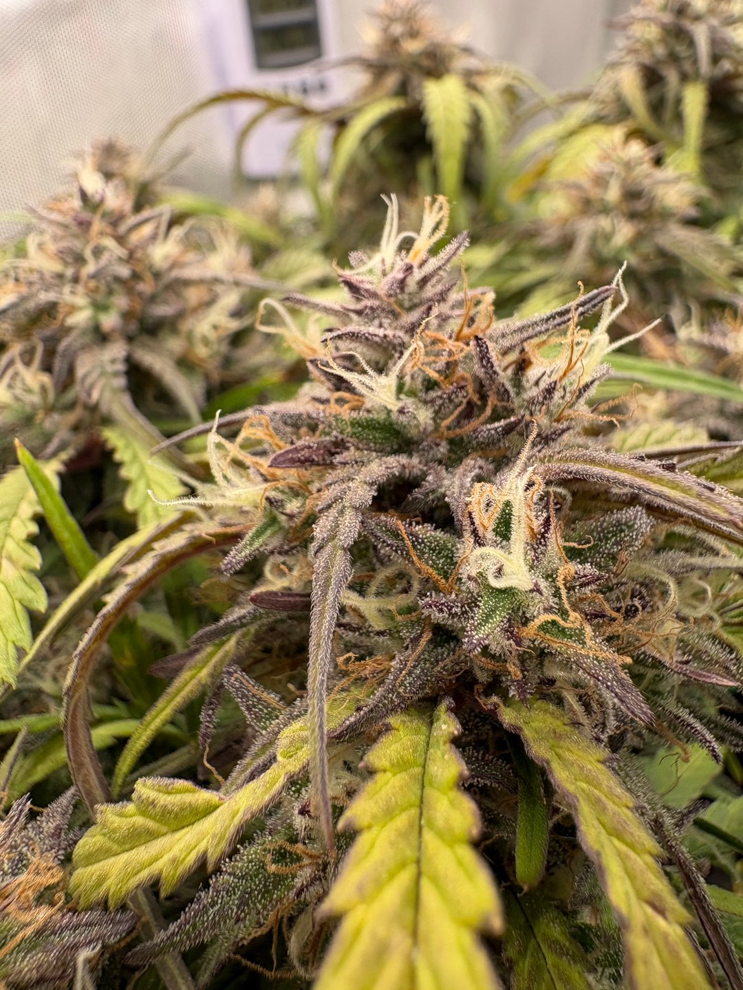 Howtogrowweed_