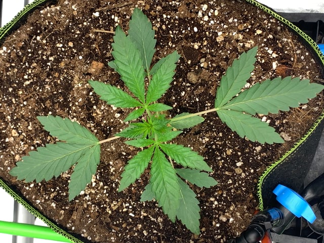 Six  — vegetative, day 26