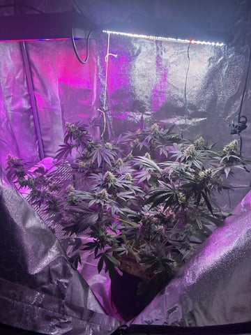 Natti Runtz — flower, day 75