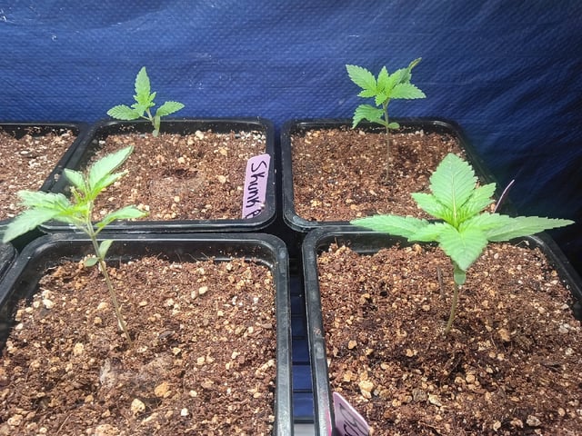 Third Grow — seedling_rooting, day 19