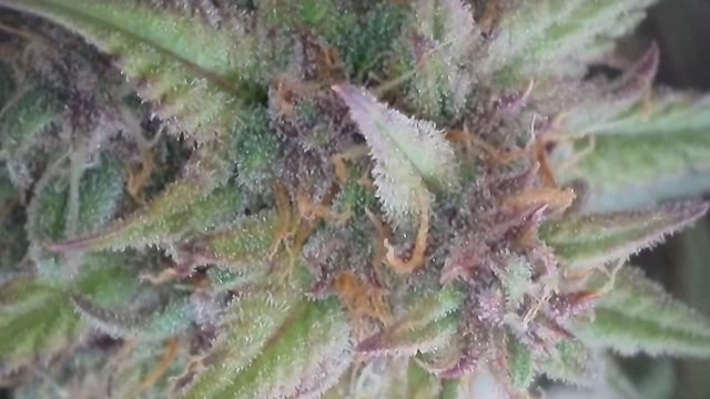 Lsd25, Dosido,GDP All Autos. — grow_setup, day 63