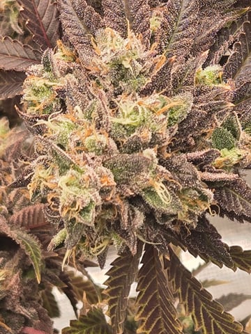 2nd Grow 3x5 tent — flower, day 149