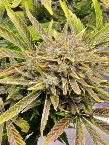 Gummies Bear & Blackberry Auto — flower, day 73