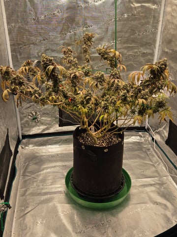 2nd Grow 3x5 tent — flower, day 142