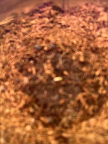 Kalini Asia Auto  — vegetative, day 5