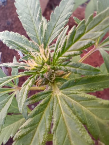 White Widow/Gorilla Glue — vegetative, day 33