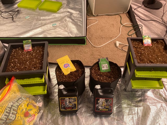 Mini Grow Off