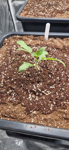 New Strains — vegetative, day 23