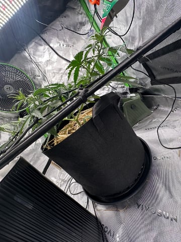 Pine (Auto) 2025 - 0 — flower, day 41