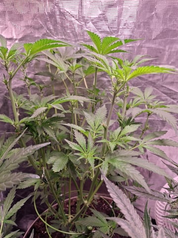 lil babies  — flower, day 30