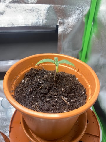 2nd Try — vegetative, day 16