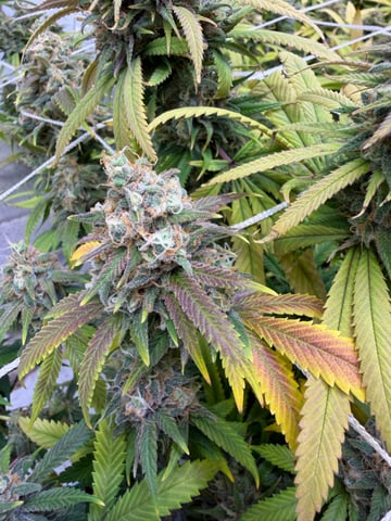 Indoor Grow  — flower, day 197