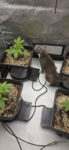 Maple Nectar  — vegetative, day 21