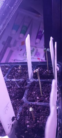 hawai'i outdoor — seedling_rooting, day 3