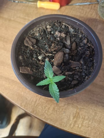 Lets start from the beginning — seedling_rooting, day 1