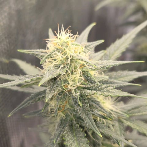 Purple Haze Auto — flower, day 64