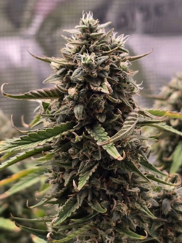 blue dream auto — flower, day 68