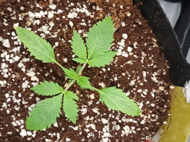 Last girls got kicked. — seedling_rooting, day 14