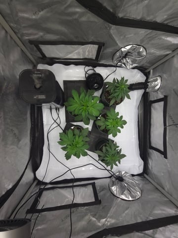 Homegrown - 🍒 🥧 & GSC Auto, 🚀 Seeds 🍌 Buttercups  — vegetative, day 27