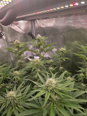 Northern lights #10 (Alaska) — flower, day 61