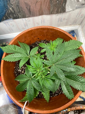 kush — vegetative, day 16