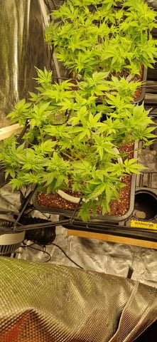 Indigo Saphirex2 And Slush Mint Cake X2 — flower, day 59