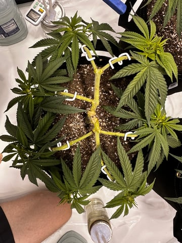 XJ-13 x Pennywise — vegetative, day 30