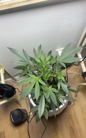 Triple Cake  — vegetative, day 18