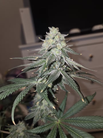 Bruce Banner #4  — flower, day 109