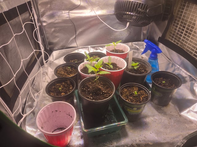 First grow  — seedling_rooting, day 5