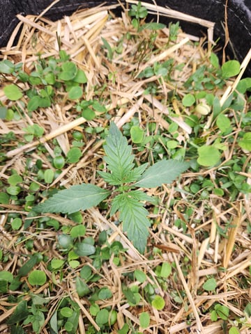 Mephisto Apple Crush and Pop tart OG in Nature's Living Soil.  — seedling_rooting, day 14