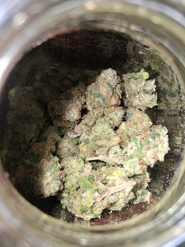 S&D  First Grow — harvest, day 101