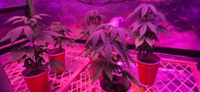 basement grow — vegetative, day 36