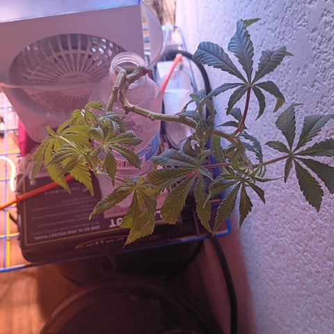 FKAFL — vegetative, day 64