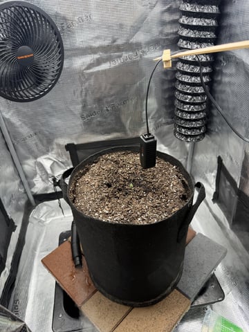 Gorilla Cookies 2nd Try — seedling_rooting, day 8