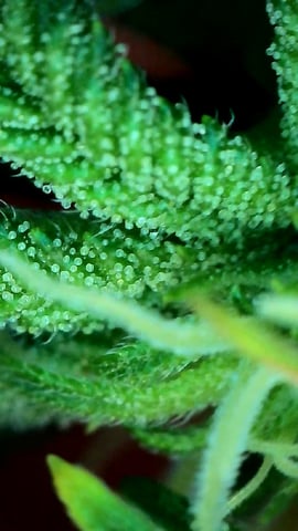 FastBuds Photo-Lemon Mandarin  — flower, day 101