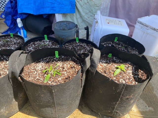 Auto Grow #1 2026 — seedling_rooting, day 14