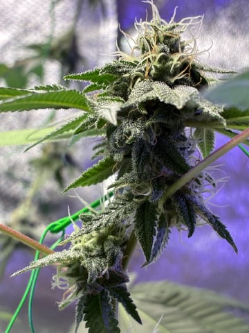 I Dont Know What Kind It Is Lol — flower, day 34