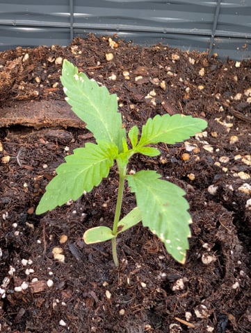 Galicane Fem — vegetative, day 19