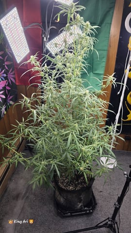 Slightly Stoopid Fruits 