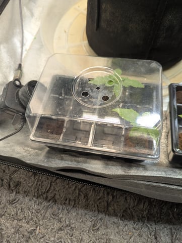 Photo Haze Primavera — seedling_rooting, day 10