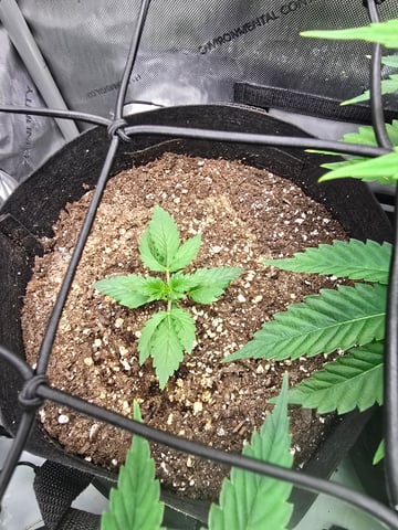 Purple Haze  — vegetative, day 44