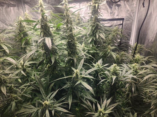 Sour Diesel — flower, day 21