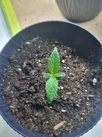 My first Indoor Grow — vegetative, day 5