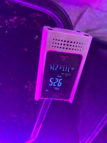 zunami s1 grounded genetics  — flower, day 61