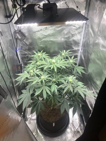 Blackberry Moonrocks (First Grow) — flower, day 22